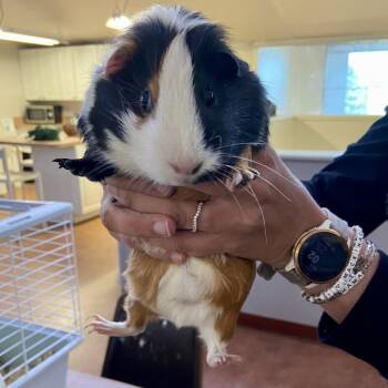 Rescue Guinea Pig Guinea Pigs for Adoption in Glenwood Springs, Colorado - Nut | PetCurious